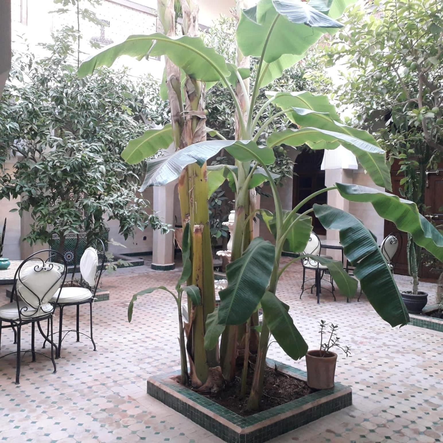 Riad Tidar By Phoenix Marrakesh Eksteriør bilde